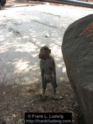 Sanjay Gandhi National Park, Borivali National Park, Maharashtra, Bombay, Mumbai, India